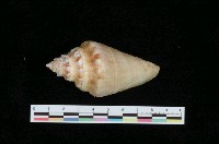 藏品(蜘蛛螺)的圖片